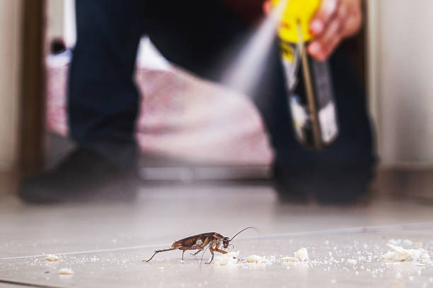 Flea Control Services in Lowes Island, VA